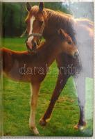 266 db modern képeslap: állatok, régi járművek, festmények stb. 4 db 100 férőhelyes fotóalbumban