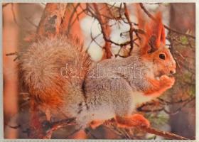 266 db modern képeslap: állatok, régi járművek, festmények stb. 4 db 100 férőhelyes fotóalbumban