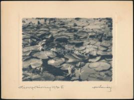 1930 Orphanidesz János (1876-1939): Hévizi tóvirág jelzett vintage fotóművészeti alkotás, művészfólián másolva, ezüst zselatinos fotópapíron, képméret 16x11,5 cm, papírméret 24x18 cm