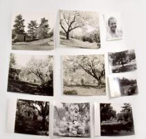 ca 1974 Nemere László (1928-2005) filmrendező 31 db fotó a művészről, telkükről, kertjéről. 24x16 cm-ig