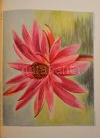 Dejtéri Borbás Vince: A Balaton tavának és partmellékének növényföldrajza és edényes növényzete. Kia...