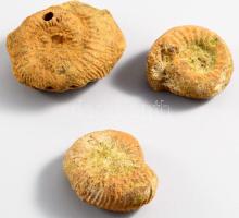3 darab jura kori fosszília, d: 4 cm alatt