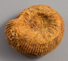 3 darab jura kori fosszília, d: 4 cm alatt