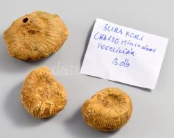 3 darab jura kori fosszília, d: 4 cm alatt