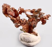 Termésréz, tokban, h: cca 2cm