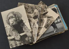 ÁLLATOK - kb. 121 MODERN motívum képeslap / ANIMALS - cca. 121 MODERN motive postcards