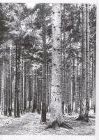 ca 1940 Művészfotók 8 db negatív csík változatos témákkal