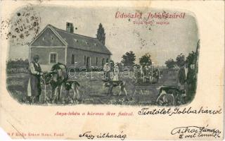 1900 Jobaháza, anyatehén a hármas iker fiaival. Krausz Samu kiadása (Farád) (b)