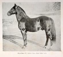 Tátray János: A lótenyésztés és a ló külső formáinak (alakulásainak) ismertetéseBudapest, 1918, Pátr...