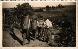 Szüretelő munkások valahol Magyarországon / Grape harvest workers somewhere in Hungary. photo