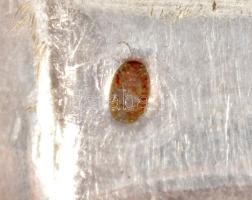 Ezüst (Ag) nyelű kés szett, 6 darab, jelzett, h: 18 cm