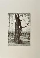 Olvashatatlan jelzéssel: Öreg fa X, 2006. Litográfia, papír. 19/20 számozással. 32x22 cm