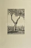 Olvashatatlan jelzéssel: Öreg fa XIV, 2006. Litográfia, papír. 6/20 számozással. 30x21 cm