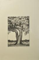 Olvashatatlan jelzéssel: Öreg fa XI., 2006. Litográfia, papír. 7/20 számozással. 28x21 cm