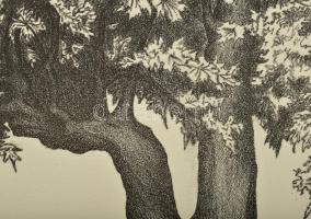 Olvashatatlan jelzéssel: Öreg fa XI., 2006. Litográfia, papír. 7/20 számozással. 28x21 cm