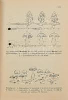 Bohus Gábor - Kalmár Zoltán - Ubrizsy Gábor: Magyarország kalaposgombáinak meghatározó kézikönyve. B...