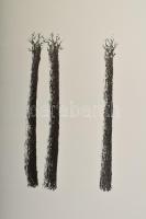 Heather Allen (-): Három fa (3 trees), 2005. Litográfia, papír. 6/8 számozással. 21x12 cm