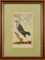 cca 18. sz. Madarak, 2 db színezett metszet, üvegezett keretben, paszpartuban, 15×8,5 cm