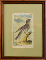 cca 18. sz. Madarak, 2 db színezett metszet, üvegezett keretben, paszpartuban, 15×8,5 cm