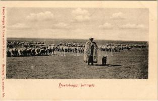 Hortobágy, juhnyáj, magyar folklór. Telegdi K. Lajos utóda kiadása. Haranghy Gy. amateur felvétele