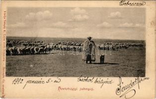 1902 Hortobágy, juhnyáj, magyar folklór. Telegdi K. Lajos utóda kiadása. Haranghy Gy. amateur felvétele (kis szakadás / small tear)