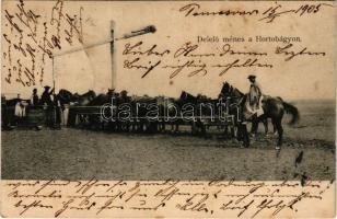 1905 Hortobágy, delelő ménes, magyar folklór. R. Mosinger (Zagreb) (fl)