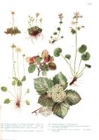 Jávorka Sándor - Csapody Vera: A magyar flóra képekben. Iconographia florae Hungaricae. 40 színes táblával, 576 oldalon 2017 növény fekete rajzával és 72 fényképpel. Budapest, (1934). Királyi Magyar Természettudományi Társulat - Studium Könyvkiadó (M. Kir. Állami Térképészet ny.) 23 + [1] + 576 p. + XL t. (színes rajzok) + 25 t. (felvételek). Folio. Egyetlen kiadás. Kötetünk Jávorka Sándor botanikus (1883-1961) "Magyar flóra" címen megjelent növénytani monográfiájának régóta ígért, önmagában is megálló képes albuma. A történelmi Magyarország teljes flóráját bemutató munka művészi ábráit dr. Csapody Vera készítette, részben élő növények, részben a Nemzeti Múzeum növénytárának preparátumai alapján. Egyes fejezetek között oldalszámozáson belül további hét, feliratozott határoló lap, a címlapon régi gyűjteményi bélyegzés és leltári szám, az első előzéken könyvkötői könyvjegy. Poss.: M. Kir. Földmívelésügyi Ministerium könyvtára. Feliratozott, kopott, foltos kiadói egészvászon kötésben (Érchegyi Géza, Budapest).