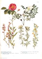 Jávorka Sándor - Csapody Vera: A magyar flóra képekben. Iconographia florae Hungaricae. 40 színes tá...