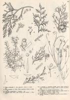 Jávorka Sándor - Csapody Vera: A magyar flóra képekben. Iconographia florae Hungaricae. 40 színes tá...