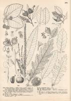 Jávorka Sándor - Csapody Vera: A magyar flóra képekben. Iconographia florae Hungaricae. 40 színes tá...