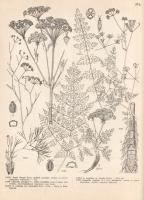 Jávorka Sándor - Csapody Vera: A magyar flóra képekben. Iconographia florae Hungaricae. 40 színes tá...