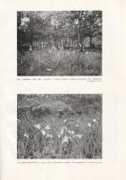 Jávorka Sándor - Csapody Vera: A magyar flóra képekben. Iconographia florae Hungaricae. 40 színes tá...