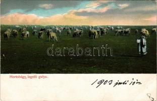 1903 Hortobágy, legelő gulya, magyar folklór. D.T.C.L. Ser. 271. 3. (EK)
