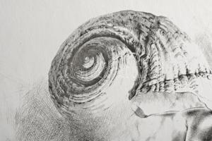 Párkányi Raab Péter (1967-): Csiga. Cinkográfia, papír, jelzett, számozott: 100/18, 30x29 cm