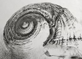 Párkányi Raab Péter (1967-): Csiga. Cinkográfia, papír, jelzett, számozott: 100/17, lap tetején apró...