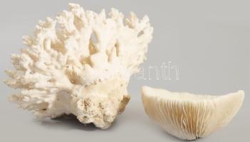 2 darab korall, d: 12-20 cm