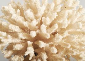 2 darab korall, d: 12-20 cm