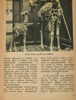 1932 Boldog Ifjúság 17 db szórványszám, /vegyes állapot/ egybekötve, A Színházi Élet gyermekmellékle...