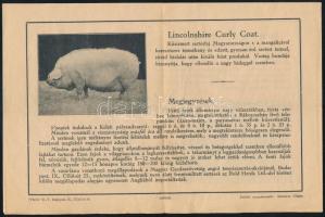 cca 1920-1930 Magyar Gazdaszövetség angol tenyészsertés-akciója, Angliából importált sertésfajtákat ...