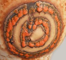 Várdeák Ildikó: kaspó. Jelzett, minimális kopással 18x18x15 cm