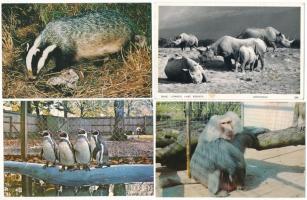 ÁLLATOK - 30 db főleg MODERN (1960 előtti) motívum képeslap / ANIMALS - 30 mainly MODERN (pre-1960) motive postcards