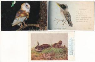 ÁLLATOK - 30 db főleg MODERN (1960 előtti) motívum képeslap / ANIMALS - 30 mainly MODERN (pre-1960) ...