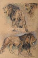 Vastagh Géza (1866-1919): Oroszlánok, Berlin. Szén, pasztell, papír. Jelezve jobbra lent. Proveniencia: Vastagh Géza hagyatéka. 45,5x30 cm / Géza Vastagh (1866-1919): Lions, Berlin. Charcoal and pastell on paper, signed lower right. Provenance: Estate of Géza Vastagh.