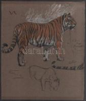 Vastagh Géza (1866-1919): Szibériai tigris. Szén, pasztell, papír. Jelezve balra lent. Proveniencia:...