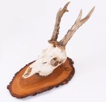 Őz trófea. 46 cm Falra akasztható
