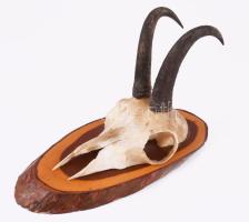 Zerge trófea. 24 cm