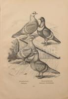 Bungartz, Jean: Taubenrassen. Leipzig, é.n. Twietmayer, 109p. XXXIII. t . Kiadói félvászon kötésben,...