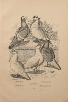 Bungartz, Jean: Taubenrassen. Leipzig, é.n. Twietmayer, 109p. XXXIII. t . Kiadói félvászon kötésben,...