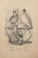 Bungartz, Jean: Taubenrassen. Leipzig, é.n. Twietmayer, 109p. XXXIII. t . Kiadói félvászon kötésben,...