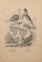 Bungartz, Jean: Taubenrassen. Leipzig, é.n. Twietmayer, 109p. XXXIII. t . Kiadói félvászon kötésben,...